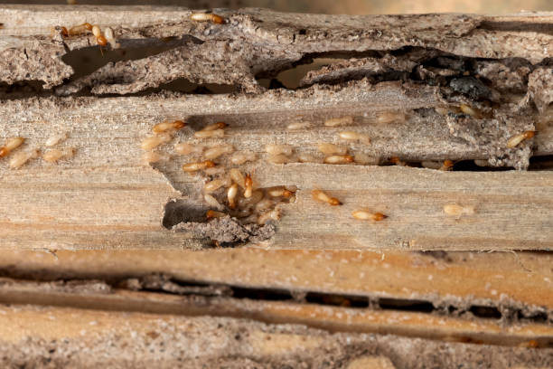 Best Exterminator Services  in Italy, TX